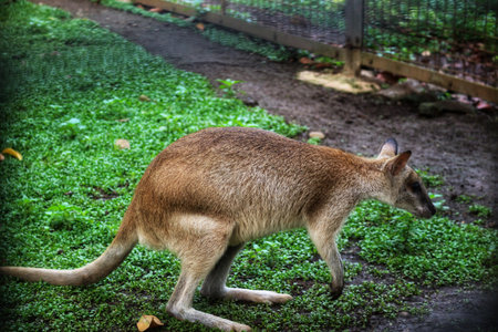 The Ground Kangaroo, The Agile Wallaby, Macropus agilis also known as the sand wallaby, is a species of wallaby found in northern Australia, New Guinea and New Guinea. This is the most common wallabyの写真素材