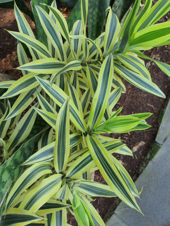 Spider plant or Parisian lily is a plant with the Latin name Chlorophytum comosum which is often used to decorate a room. The most popular spider plant varieties have long leaves that are streaked with green or white.の写真素材
