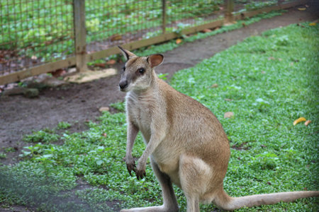 The Ground Kangaroo, The Agile Wallaby, Macropus agilis also known as the sand wallaby, is a species of wallaby found in northern Australia, New Guinea and New Guinea. This is the most common wallabyの写真素材
