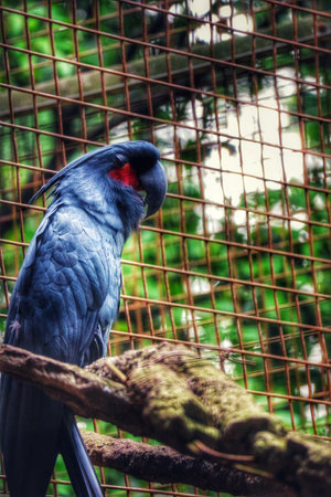 The palm cockatoo, also known as the goliath cockatoo or great black cockatoo, is a large smoky grey or black parrot of the cockatoo family native to New Guinea, Aru Islands, and Cape York Peninsula. It has a very large black beak and prominent red cheek patchesの写真素材