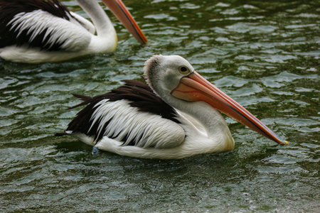 The parrot or pelican is a water bird that has a pouch under its beak, and is part of the Pelecanidae bird family. This bird is one of the bird species in the Zoo in ragunan.の写真素材