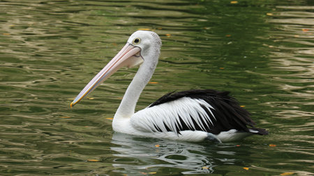 The parrot or pelican is a water bird that has a pouch under its beak, and is part of the Pelecanidae bird family. This bird is one of the bird species in the Zoo in ragunan.の写真素材