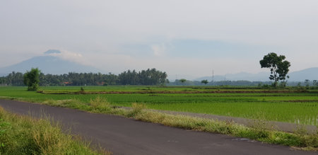 A view of green rice fields and gardens with blue sky and white clouds. You can see the silhouette of a mountain behind him. This view is the view when on the way to Yogyakarta.の写真素材