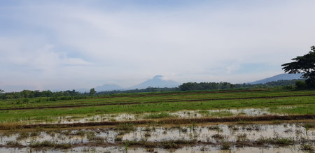 A view of green rice fields and gardens with blue sky and white clouds. You can see the silhouette of a mountain behind him. This view is the view when on the way to Yogyakarta.の写真素材