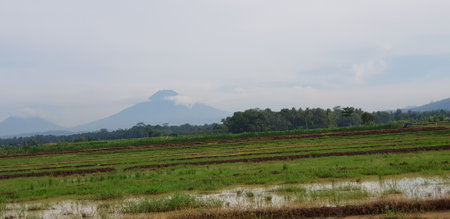 A view of green rice fields and gardens with blue sky and white clouds. You can see the silhouette of a mountain behind him. This view is the view when on the way to Yogyakarta.の写真素材