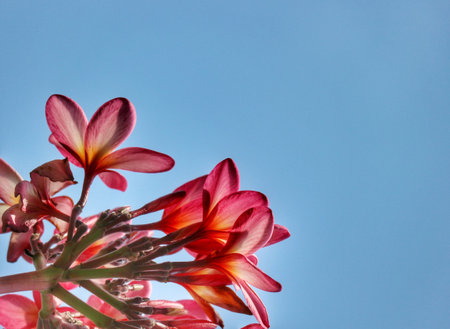 Isolated photo of frangipani flowers with pink flower color. Photographed from below, with a sky as a background.の写真素材