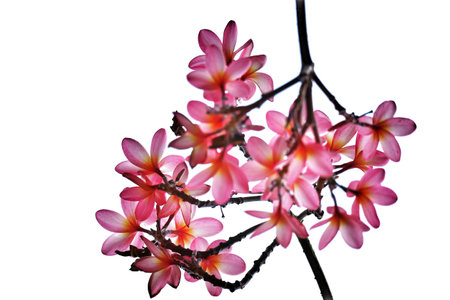 Isolated photo of frangipani flowers with pink flower color. Photographed from below, with a sky as a background.の写真素材