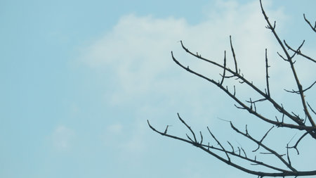 Photo of a dry tree branch, without a single leaf. Isolated background, blue sky.の写真素材