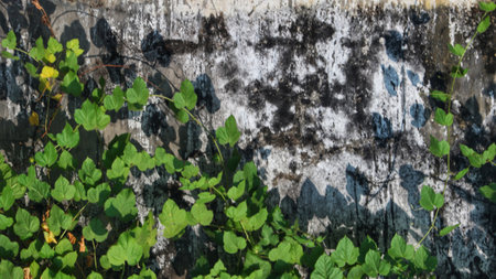Moldy walls overgrown with wild plants. Vines. The walls are white and the mold is black.の写真素材