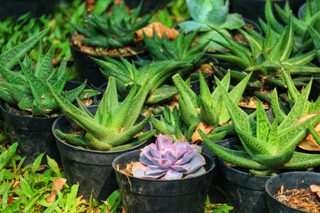 A sun-drenched collection of vibrant green aloes and a striking purple echeveria in individual pots. Lush foliage and a tranquil atmosphere.の写真素材