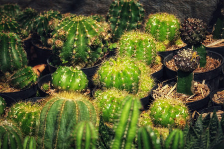 A captivating array of vibrant green cacti in various sizes and shapes, creating a lush and textured...
