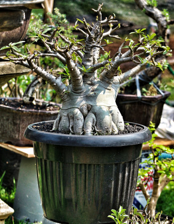 A captivating Adenium bonsai, its gnarled roots and delicate green leaves create a dramatic contrast, evoking a sense of serene strength.  Sunlight bathes the plant, highlighting its unique texture.の写真素材