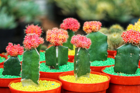 A captivating collection of Gymnocalycium mihanovichii cacti, boasting vibrant pink and orange blooms, sits nestled in cheerful orange pots. Their bright colors pop against the green foliage, creating a lively and cheerful scene.の写真素材