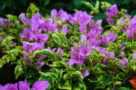A profusion of delicate, light purple bougainvillea flowers bursts forth from variegated foliage, creating a serene and enchanting garden view.の写真素材