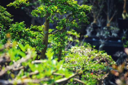 Sunlight filters through vibrant green bonsai trees, creating a tranquil and peaceful atmosphere. Their delicate leaves and intricate branches are highlighted in this captivating garden view.の写真素材