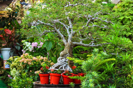 A captivating bonsai tree, its twisting branches reaching skyward amidst vibrant flowers and lush foliage. A peaceful and tranquil scene.の写真素材