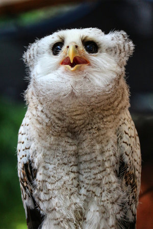 A captivating close-up reveals a fluffy young owl, its large eyes and open beak creating a charming and curious expression. Soft lighting enhances its delicate feathers, creating a heartwarming scene.の写真素材