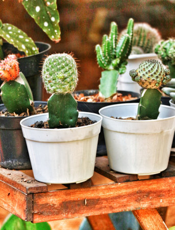 Three adorable cacti in simple white pots sit on a rustic wooden shelf, bathed in soft light, creating a peaceful, miniature desert garden.の写真素材