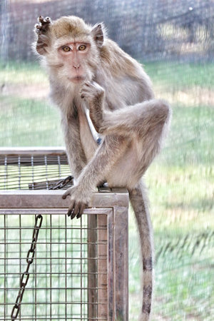 A curious macaque sits pensively atop a metal cage, its gaze engaging.  Soft fur, gentle light, and a tranquil mood create a captivating scene.の写真素材
