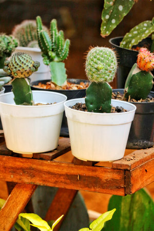 A charming display of diverse cacti in simple white pots, sitting on a rustic wooden stand.  Their vibrant green hues create a serene and peaceful mood.の写真素材