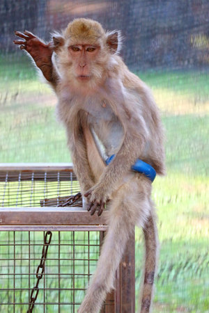 A macaque monkey sits gently on a rustic wooden cage, its hand raised in a curious gesture.  The soft light creates a peaceful mood.の写真素材