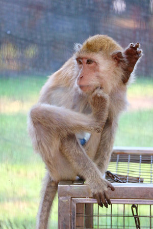 A gentle macaque sits pensively, its soft fur highlighted by soft lighting. The serene mood is subtly emphasized by its setting.の写真素材