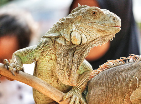 A striking green iguana perches on a branch, its textured scales gleaming in the sunlight. The reptile's intense gaze and vibrant colors create a captivating scene.の写真素材