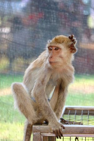 A young macaque sits pensively atop a structure, its soft fur catching the light. A serene, slightly melancholic mood pervades the scene. Its gaze is captivating.の写真素材