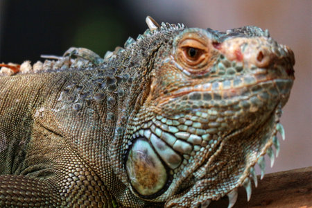 A captivating close-up reveals a green iguana's intricate scales and intense gaze.  The mood is one of quiet power and reptilian beauty.  Notice the texture!の写真素材