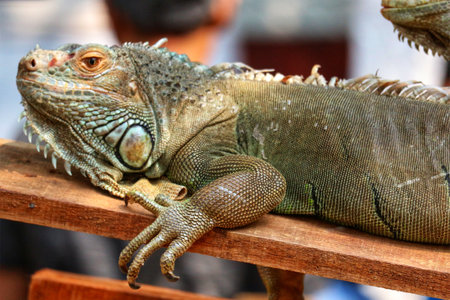 A green iguana rests on a wooden surface, basking in the warm sunlight. Its textured skin and powerful claws are beautifully showcased.の写真素材