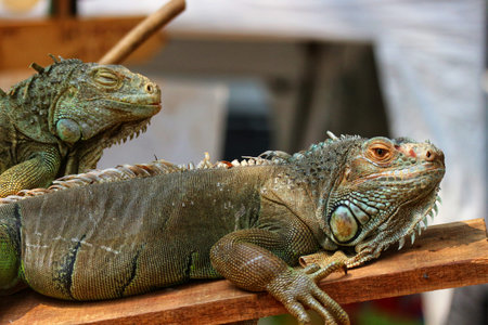 A pair of iguanas lounges peacefully on weathered wood.  The larger lizard rests alert, while its companion dozes.  A tranquil, natural scene.の写真素材