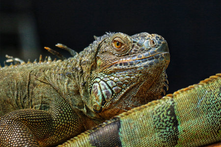A majestic green iguana, its textured scales gleaming, holds a captivating gaze. The dark background emphasizes its vibrant colors and intricate details, creating a dramatic and powerful image.の写真素材