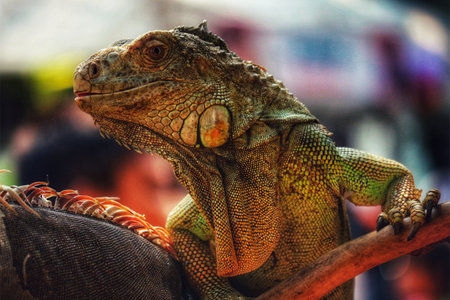 A striking close-up reveals a vibrant green iguana, its textured skin glowing in warm light.  The reptile's intense gaze and intricate details create a captivating and dramatic scene.の写真素材