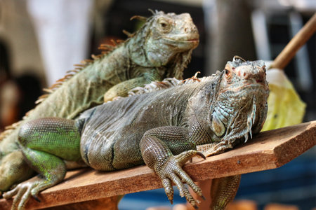 Two iguanas lounge peacefully on weathered wood, their scales gleaming in the sun. A tranquil scene of reptilian relaxation.の写真素材