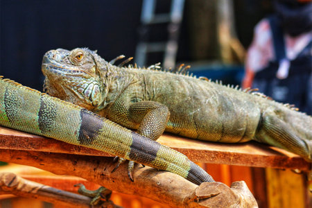A striking green iguana lounges on weathered wood, its textured scales gleaming in the sun. The mood is calm and observant, showcasing the reptile's beauty.の写真素材