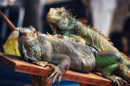 Two iguanas bask together on weathered wood, their textured scales and intense gaze captivating. A rustic, intimate scene.の写真素材