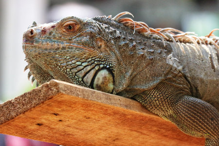 A large iguana lounges peacefully on a sun-warmed wooden plank, its textured skin gleaming in the light.  A tranquil, close-up nature scene.の写真素材
