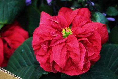 A vibrant crimson poinsettia bursts forth, its velvety petals creating a stunning, festive scene.  The deep red contrasts beautifully against lush green foliage, evoking warmth and holiday cheer.の写真素材