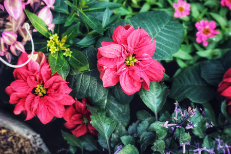 Lush green leaves cradle vibrant pink poinsettias, creating a serene and captivating garden view. Delicate purple accents add a touch of magic.の写真素材
