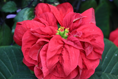 A breathtaking close-up reveals a deep red poinsettia, its petals luxuriously textured.  The vibrant color and delicate details create a stunning festive image.の写真素材