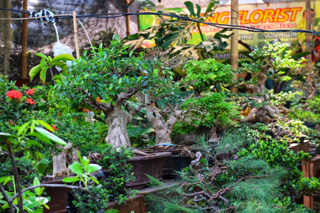 Discover a tranquil scene of meticulously crafted bonsai trees, their vibrant green foliage contrasting beautifully against earthy brown pots.  A peaceful, natural atmosphere.の写真素材