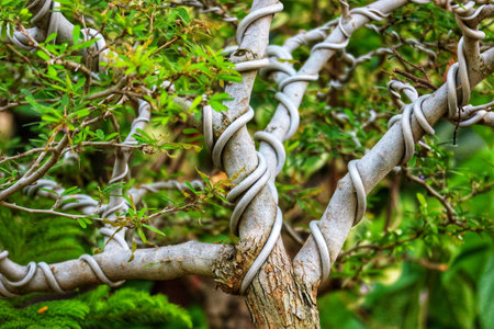 A captivating bonsai tree, its branches elegantly spiraled, showcases vibrant green leaves against a soft, natural backdrop. The scene evokes a sense of peace and tranquility.の写真素材