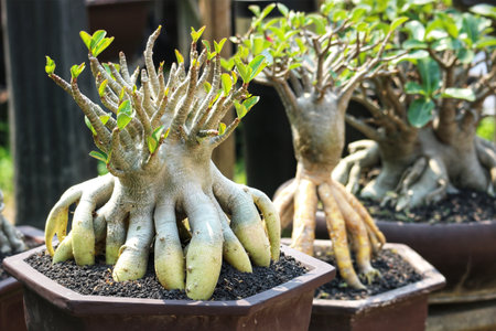 Sun-drenched Adenium bonsai showcase their unique, sculptural roots and vibrant green leaves, creating a serene and captivating scene.の写真素材