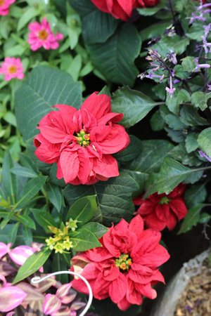Lush green foliage cradles vibrant red poinsettias, their petals catching the sunlight. A serene and festive scene.の写真素材
