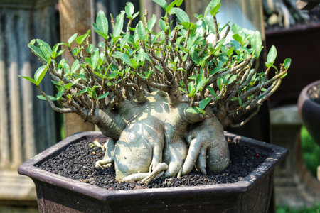 A captivating Adansonia bonsai showcases vibrant green foliage atop intricately sculpted roots, creating a serene and artistic scene in its elegant pot.の写真素材