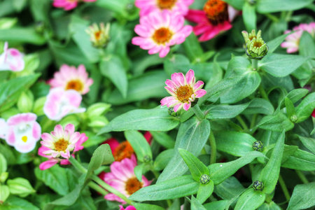 Delicate pink and white zinnias burst with color amidst lush green foliage, creating a serene and enchanting summer scene.の写真素材