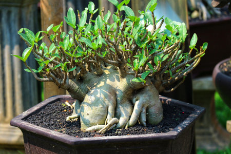 A captivating Adenium bonsai thrives in sunlit garden, showcasing vibrant green foliage and uniquely sculpted roots. Its serene beauty evokes a peaceful atmosphere.の写真素材