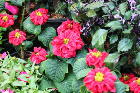 Lush green foliage cradles vibrant red poinsettias, their petals bursting with color.  A touch of purple adds depth, creating a festive and joyful scene.の写真素材