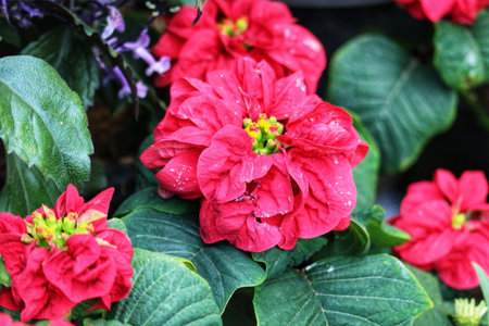 Close-up of vibrant red poinsettias, their petals glistening. Lush green foliage creates a festive and joyful mood.の写真素材