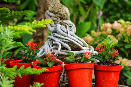 A captivating scene unfolds: a bonsai's mesmerizing roots intertwine, cradling tiny red Ixora blossoms in cheerful orange pots. The lush greenery adds to the serene, peaceful mood.の写真素材